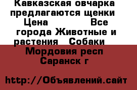 Кавказская овчарка -предлагаются щенки › Цена ­ 20 000 - Все города Животные и растения » Собаки   . Мордовия респ.,Саранск г.